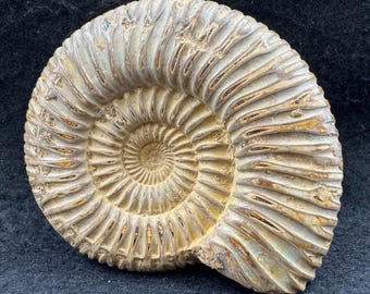 Rare perisphinctes ammonite fossil, lower jurassic, madagascar | authentic prehistoric cephalopod with certificate