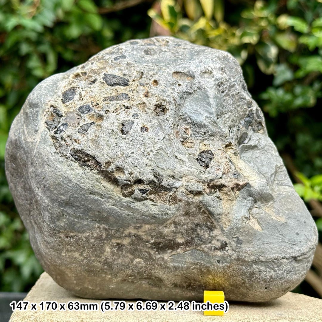 Fossil Fish, Shark Reptile Bone & Coprolite Bed - Westbury Formation ...