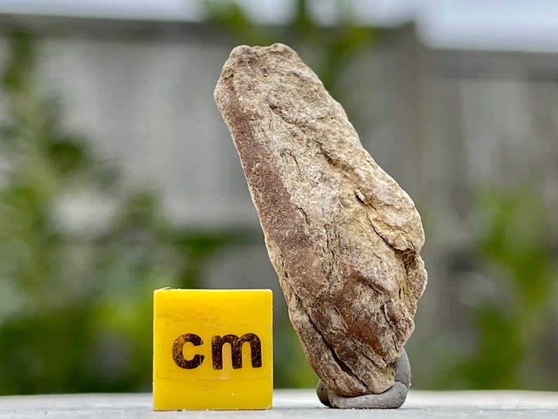 tyrannosaurus rex fossil for sale