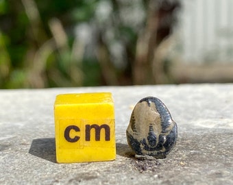 Elrathia Trilobite Fossil 100% Genuine Specimen Cambrian USA FST142 *CERTIFICATED*