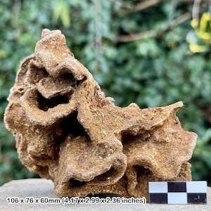 Faringdon sponge fossil - lower cretaceous, faringdon, oxfordshire, uk | 100% genuine specimen + coa