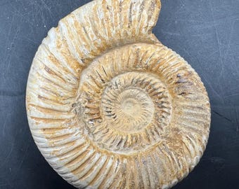 Beautiful fossil ammonite, madagascar jurassic, genuine, certified