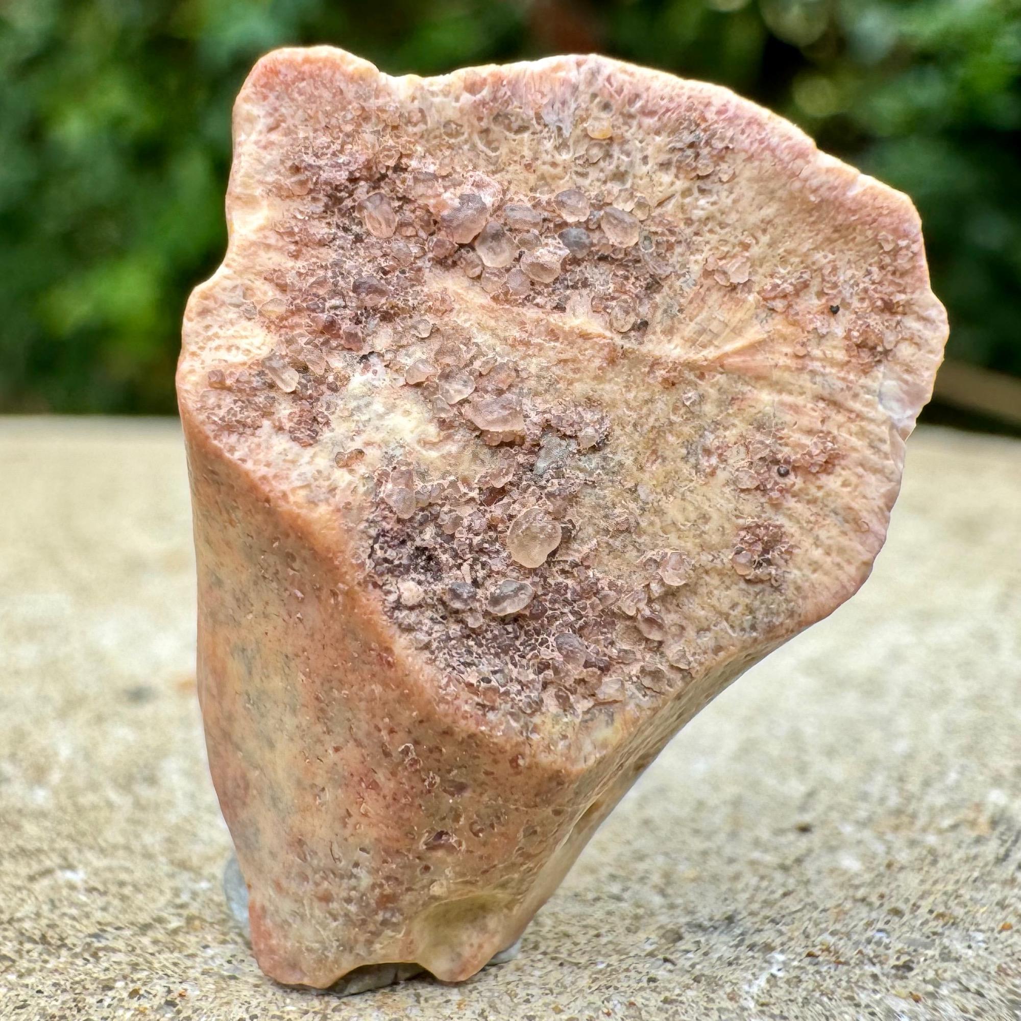 オウラノサウルスの歯　化石　ニジェール 本物のオウラノサウルス恐竜の歯の化石 - 白亜紀 | エルハズ層