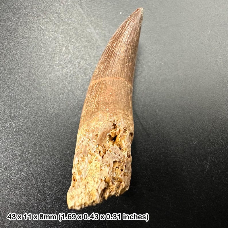 Genuine plesiosaur fossil tooth - cretaceous - morocco - oulad abdoun basin - real dinosaur era specimen with coa image 1