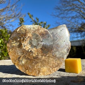 Polierte Ammonit Fossilienhälfte - Kreidezeit aus Madagaskar - bunte gekammerte Muschel - authentisches Fossil mit COA
