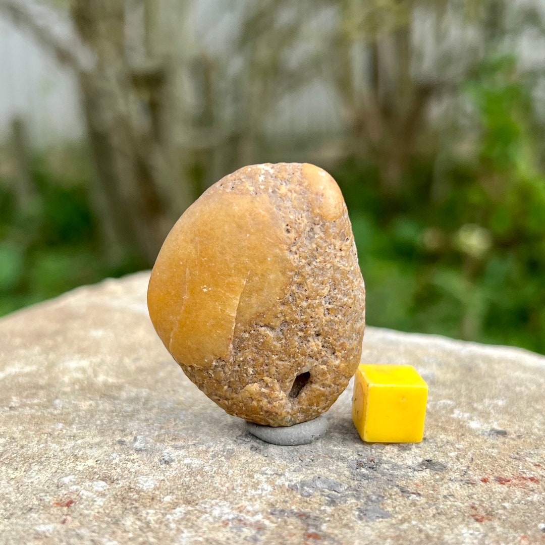 Dinosaur Stomach Stone Fossil Gastrolith Jurassic Usa - Etsy