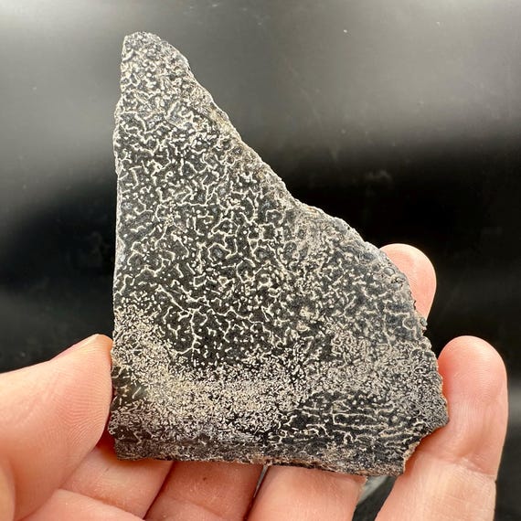 アトラサウルス恐竜の骨片 – ジュラ紀中期の竜脚類の化石 – モロッコ