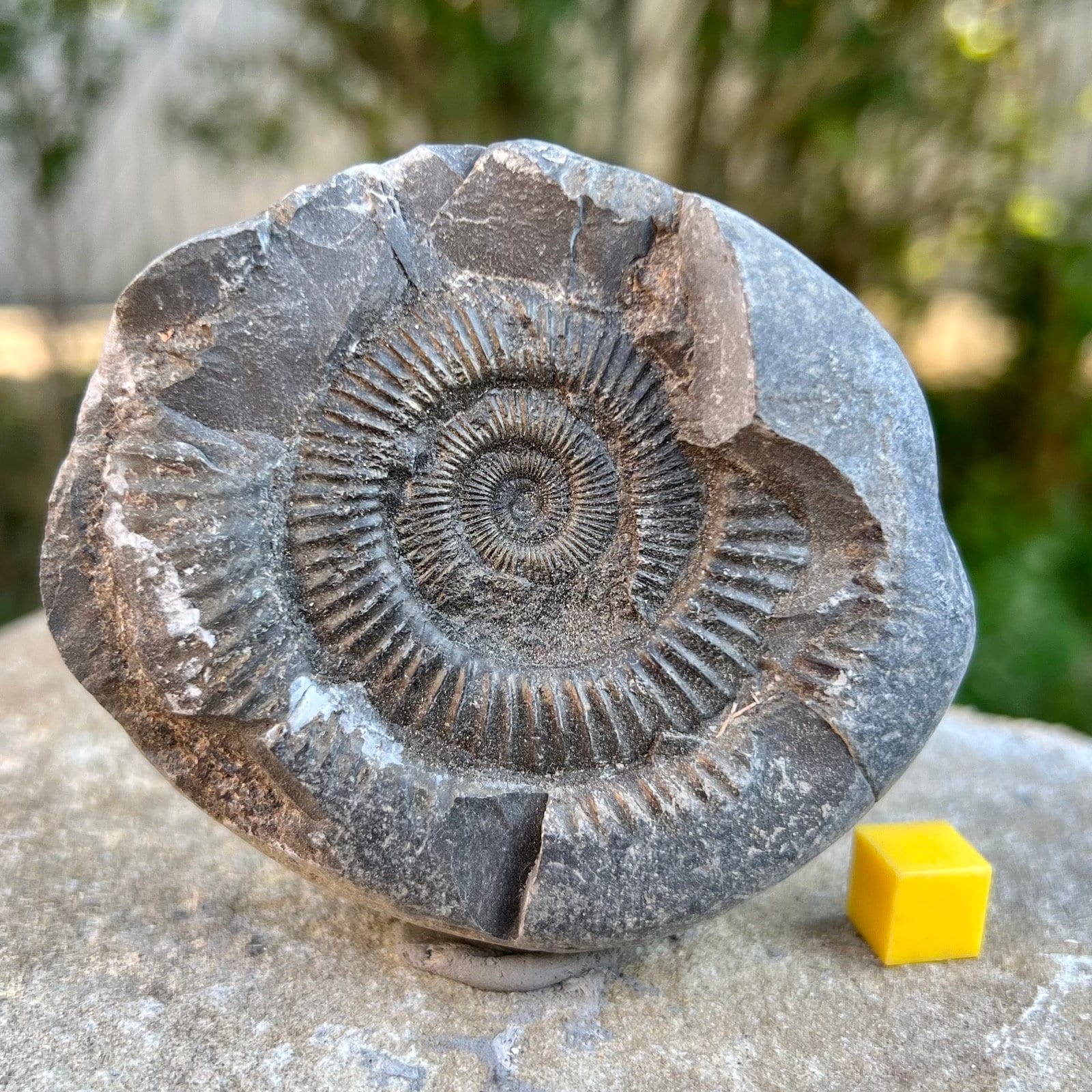 Ammonite Fossil In Rock