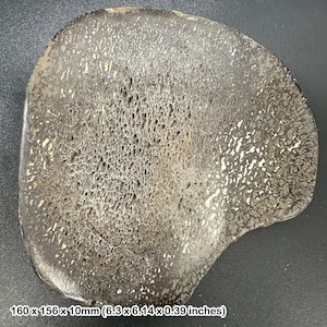 May include: A cross-section of a fossilized bone, showcasing a dark brown and gray color palette with intricate porous patterns. The fossil measures 6.3 x 6.14 x 0.39 inches, with a unique, irregular shape.