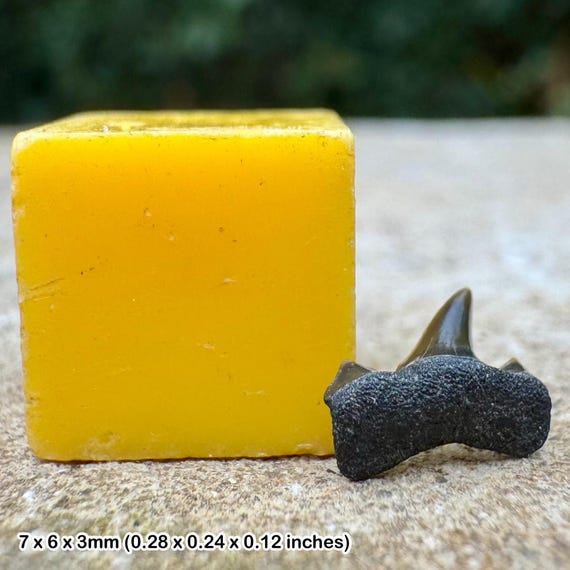 軟体動物、新生代、第三紀中新世＝サメの歯＝アメリカ、ノースカロライナ産 プレゼントにおすすめ！新生代始新世の絶滅古代鮫、オトドゥス・オブ