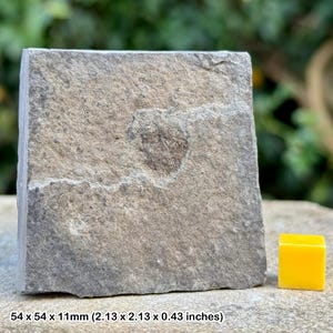 May include: A grey stone with a fossilised heart-shaped leaf. The stone is approximately 2.13 inches wide and 0.43 inches thick. 54 x 54 x 11mm (2.13 x 2.13 x 0.43 inches)