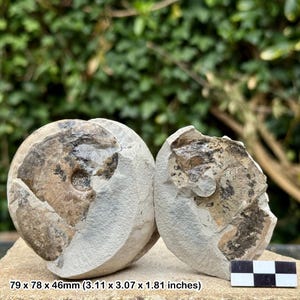 May include: Two fossilized ammonite specimens, one whole and one partially broken, resting on a stone surface. The fossils display a mix of light gray and brown tones, with visible shell details. The dimensions are 3.11 x 3.07 x 1.81 inches.