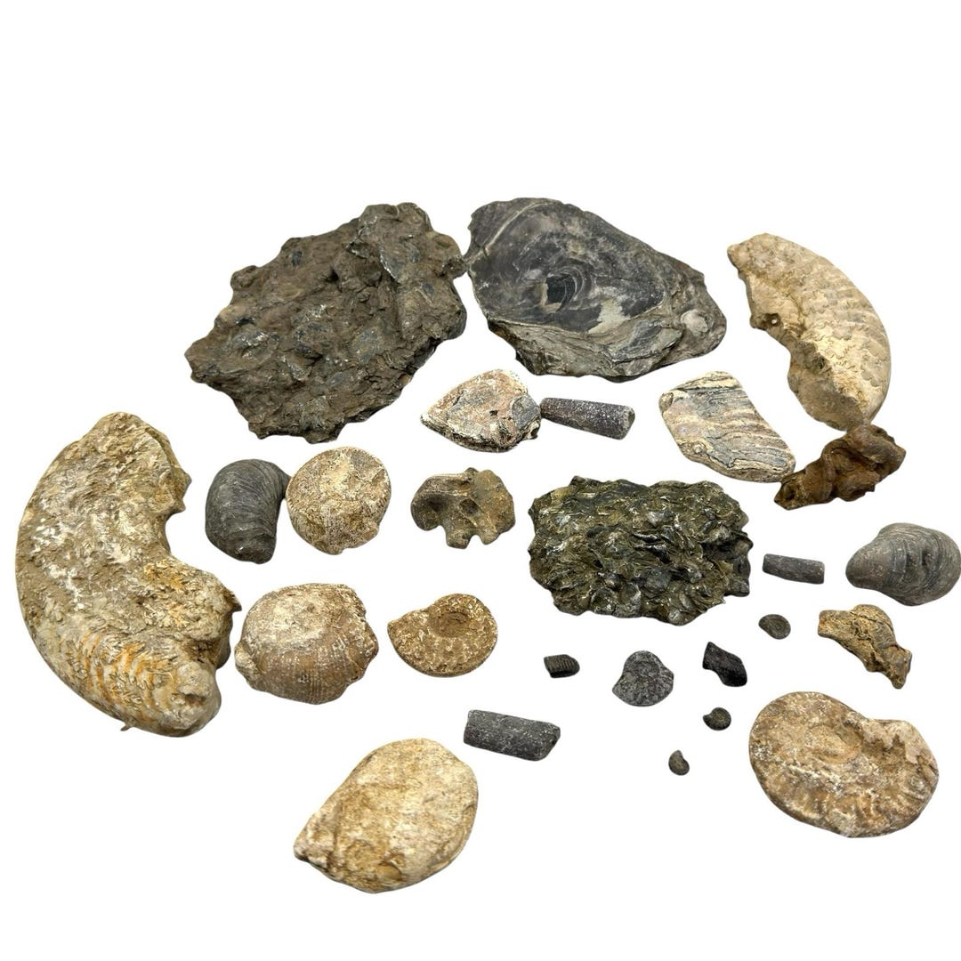 1kg Bulk Jurassic Coast 22 X Fossils Budget Mix Dorset and Somerset Lot