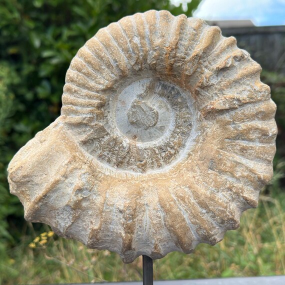 巨大アンモナイトの化石、アカントセラス、台座に載せられた