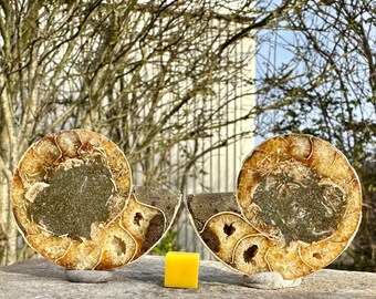 Fossilised pair of ammonites - madagascar cretaceous period