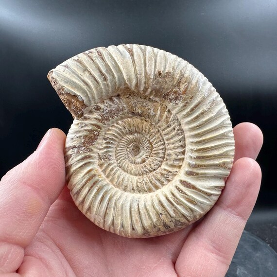 ペリスフィンクテスアンモナイト化石 – ジュラ紀前期の海生頭足動物