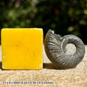 Fósil de amonita Scarburgiceras del Jurásico Oxfordiano Inferior (Warboys del Reino Unido con certificado)