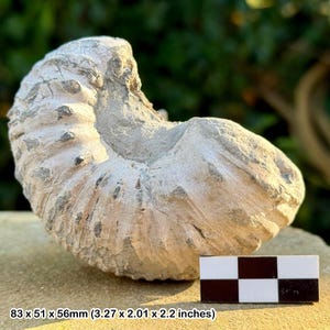 Liparoceras cheltiense ammonite fossil - lower pliensbachian, jurassic, blockley, gloucestershire, uk | 100% genuine specimen + coa