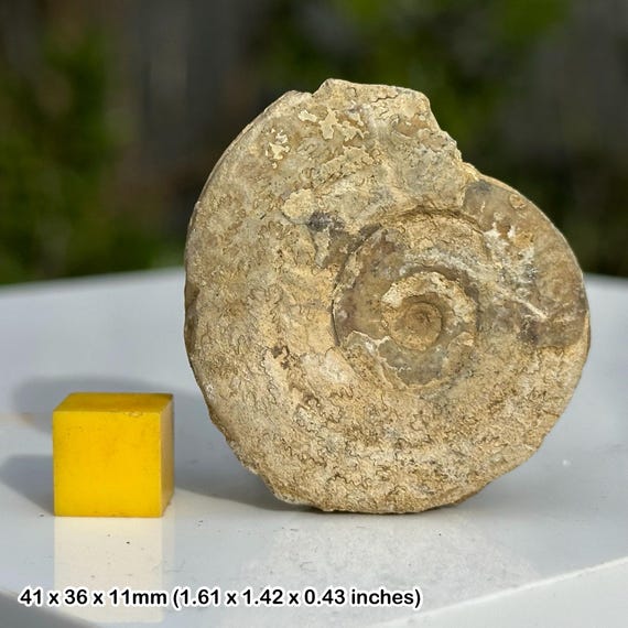 サマセット産アンモナイト化石（ジュラ紀）英国サマセット産、証明書