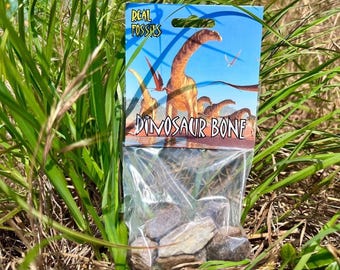 Fossilized triceratops dinosaur bone bag - 100% genuine specimen from cretaceous era in usa