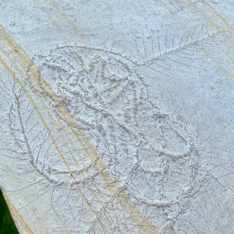 Authentic Floating Crinoid Fossil - Pterocoma Pinnata | Solnhofen ...