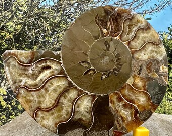 Fossile d'ammonite polie, Madagascar, Crétacé, Royaume-Uni Vendeur