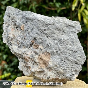 Rare triassic fossil bed - fish, shark, reptile bones & coprolite - blue anchor, somerset - coa included
