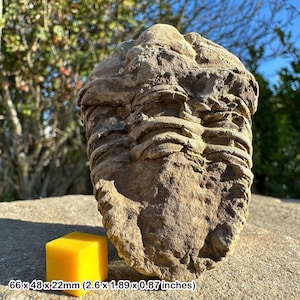 Fossile di trilobite diacalymene dal Marocco / autentico fossile marino ordoviciano con certificato di autenticità