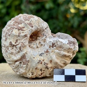 Liparoceras cheltiense ammonite fossil - lower pliensbachian, jurassic, blockley, gloucestershire, uk | 100% genuine specimen + coa