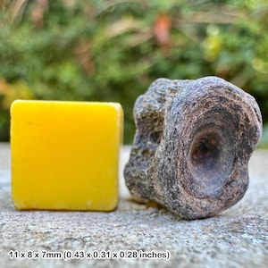 Fossil fish vertebra, london clay, eocene, isle of sheppey, uk - genuine fossil with certificate of authenticity