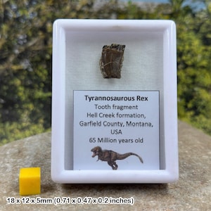 Authentic tyrannosaurus rex tooth (partial) – dinosaur fossil – hell creek formation – cretaceous – montana, usa – coa included