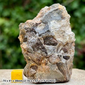 May include: A rough, multi-toned rock formation with visible fossilized elements. The rock features shades of gray, brown, and beige, with a yellow square object in the foreground. The dimensions are 2.76 x 1.61 x 1.5 inches.