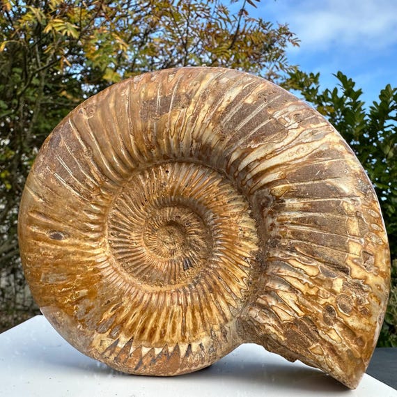 化石アンモナイト海洋動物、マダガスカルジュラ紀、本物、認定済み