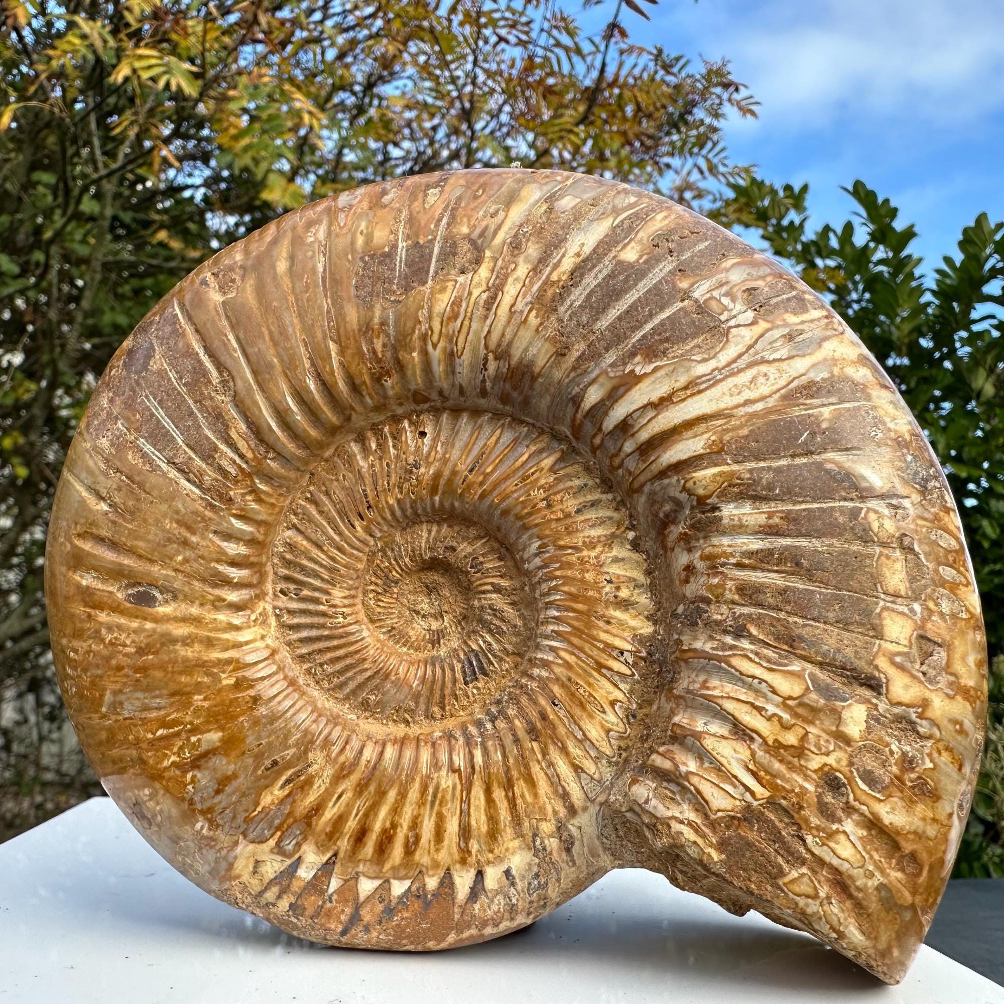 化石アンモナイト海洋動物、マダガスカルジュラ紀、本物、認定済み