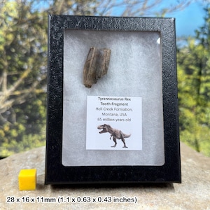 Authentic tyrannosaurus rex tooth (partial) – dinosaur fossil – hell creek formation – cretaceous – montana, usa – coa included