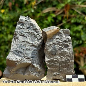 Alethopteris grandinioides fossil fern positive & negative | carboniferous uk plant fossil | genuine w/ certificate