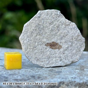 プレシア・ピーレイ (ラブバグ) ハエの化石 - 始新世、米国