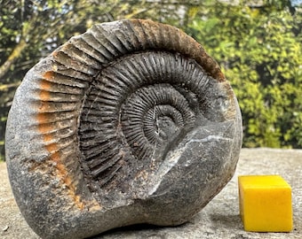 Dactylioceras commune ammonite fossil, genuine uk jurassic specimen, certificated