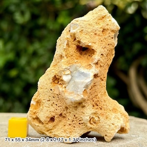 Fossil sponge in flint, grey chalk subgroup, cretaceous, branscome, devon, uk - genuine
