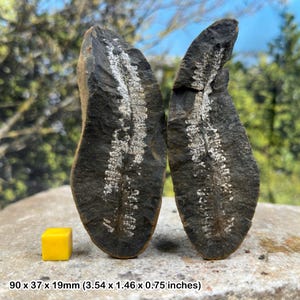 Zeldzame mazon creek split fossiel varenknobbeltje pecopteris bladeren carboon Illinois usa met certificaat van echtheid
