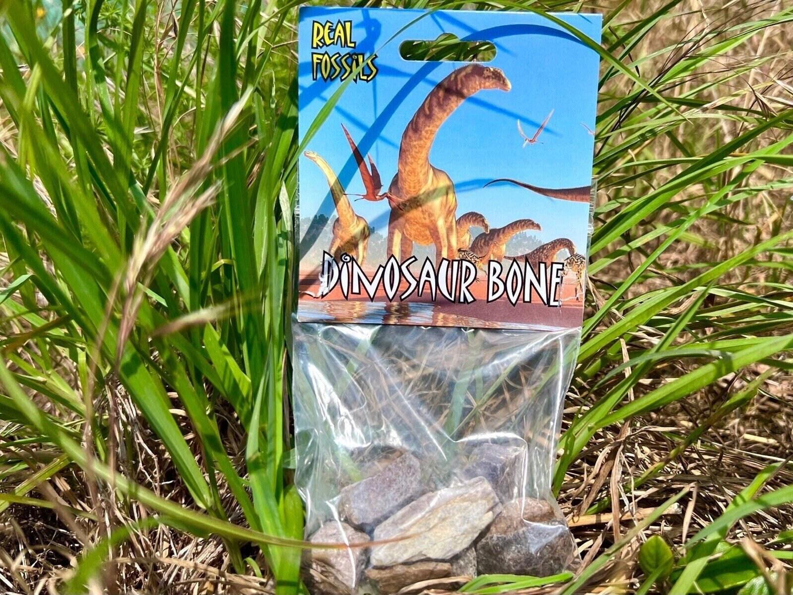 Triceratops Dinosaur Bone Fragments In Box Frame (Triceratops Sp