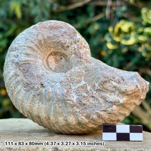 Liparoceras cheltiense ammonite fossil - lower pliensbachian, jurassic, blockley, gloucestershire, uk | 100% genuine specimen + coa