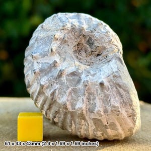 Liparoceras cheltiense ammonite fossil - lower pliensbachian, jurassic, blockley, gloucestershire, uk | 100% genuine specimen + coa