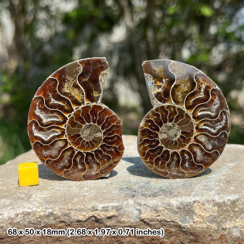 Paire d'ammonites fossiles, Madagascar, véritable présentoir de collection, certifié image 1