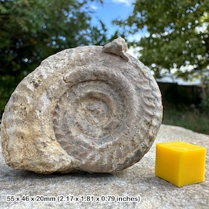 Somerset ammonite, jurassic, united kingdom, genuine fossil