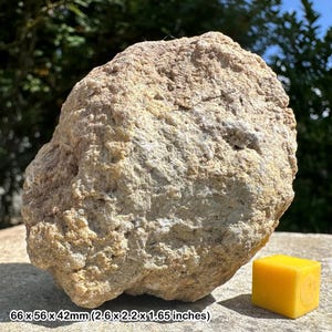 Fósil de coprolito de dinosaurio: excremento fosilizado de dinosaurio jurásico auténtico de la Formación Morrison, Colorado, EE. UU.