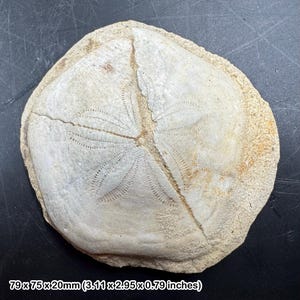 Grote zeeëgelfossiel dendraster | Mioceen tijdperk | West-Java, Indonesië | authentiek exemplaar met ko
