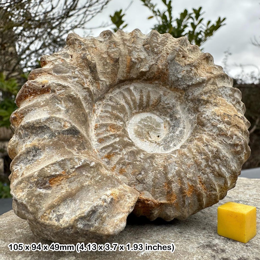 Mantelliceras Giant Ammonite Fossil, Decor, Window Display - Etsy