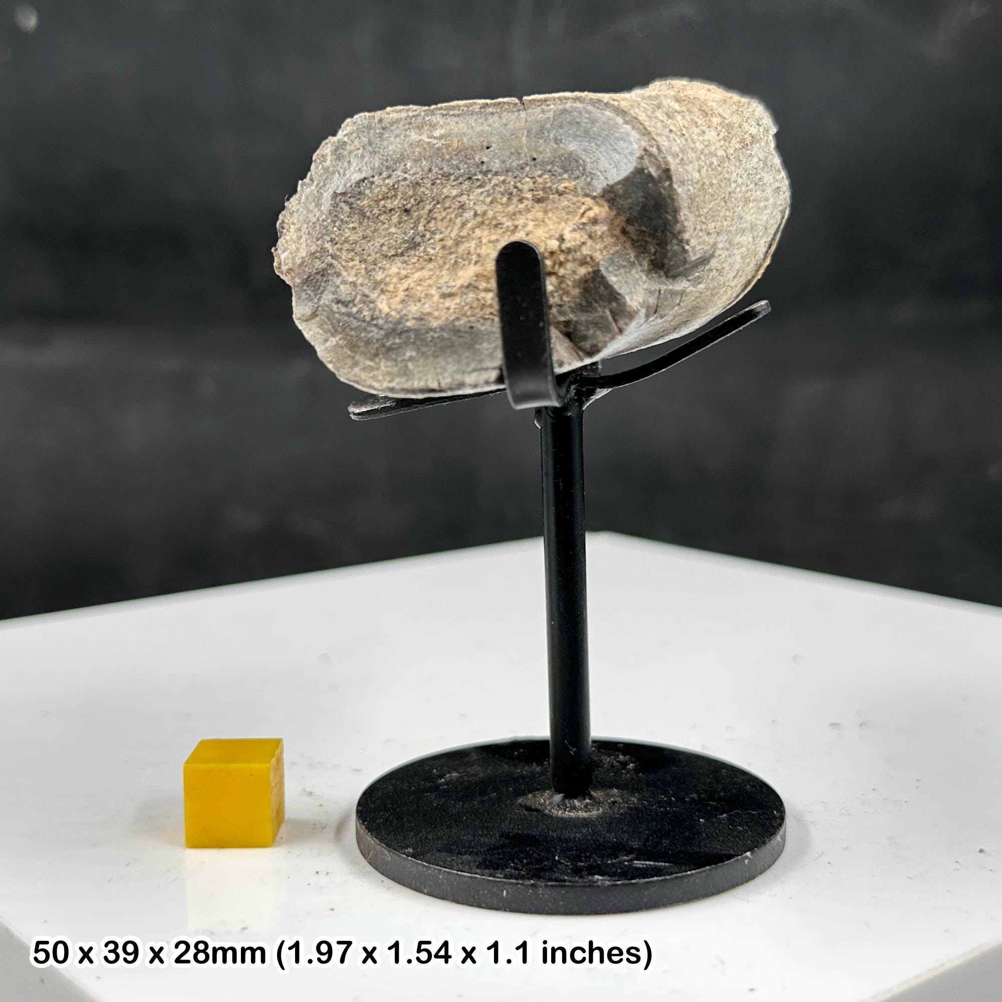 エドモントサウルスの四肢骨化石、ヘルクリーク層、金属スタンド付き