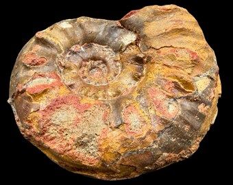 Sonninia propinquans ammonite fossil dorset jurassic sauzei zone coa sherborne bajocian inferior oolite uk marine specimen
